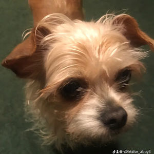 Meet your Posher, Abby